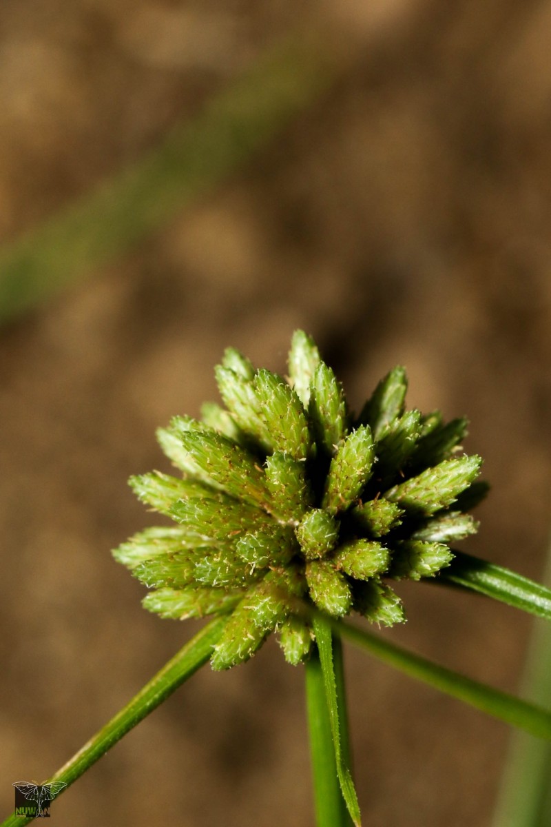 Fimbristylis argentea (Rottb.) Vahl